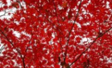 風(fēng)吹，楓動(dòng)，心飛